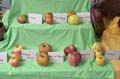 EBDSC_1191